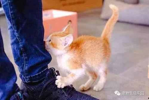 橘猫王者爆料视频大全,视频大全揭秘猫咪电竞传奇  第2张